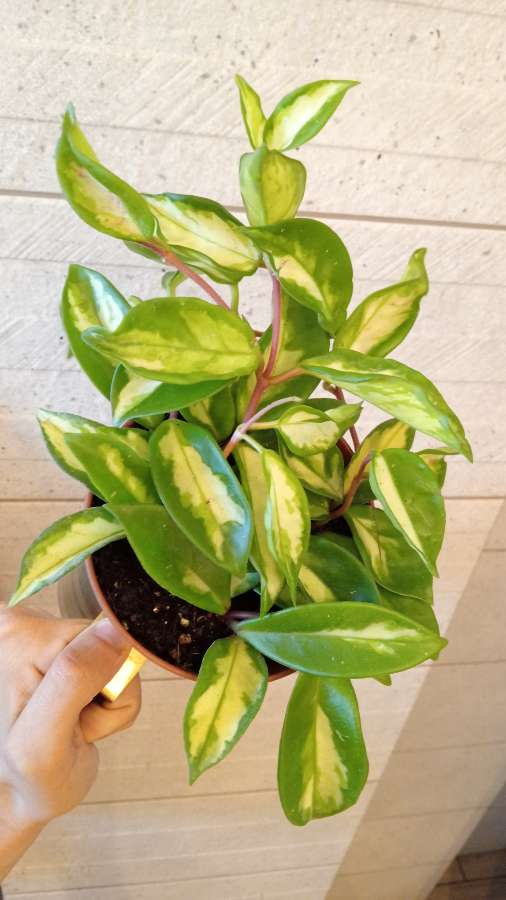 Hoya tricolor 3