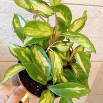 Hoya tricolor