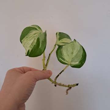 Epipremnum happy leaf