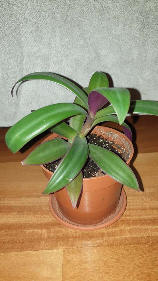 Reo meksykańskie, roślina rosnąca 3