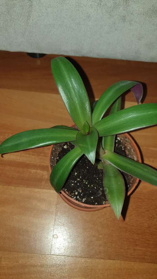 Reo meksykańskie, roślina rosnąca 4