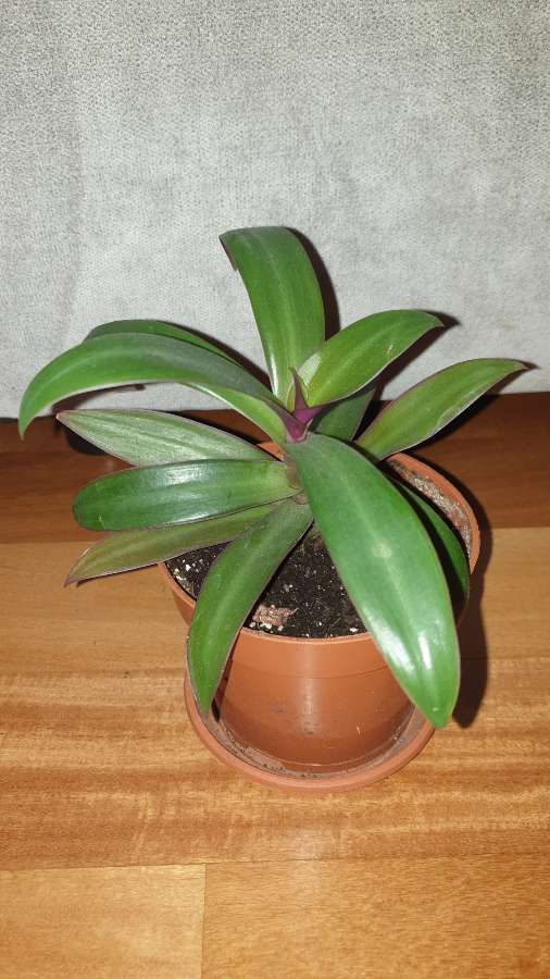 Reo meksykańskie, roślina rosnąca 2