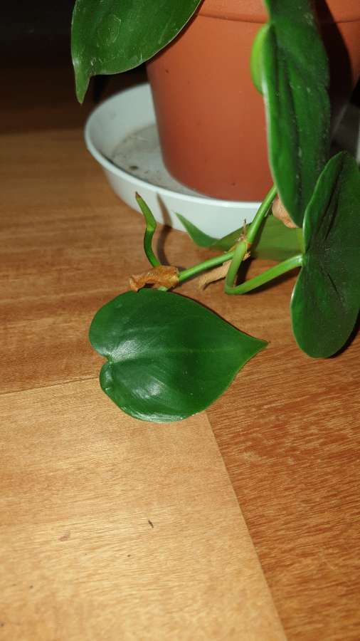 Filodendron, roślina rosnąca 2