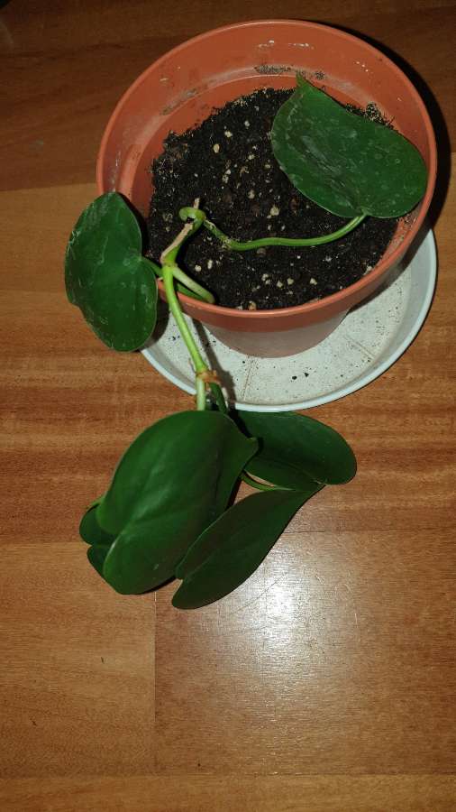 Filodendron, roślina rosnąca 3