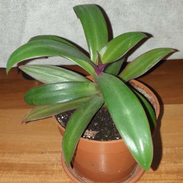 Reo meksykańskie, roślina rosnąca