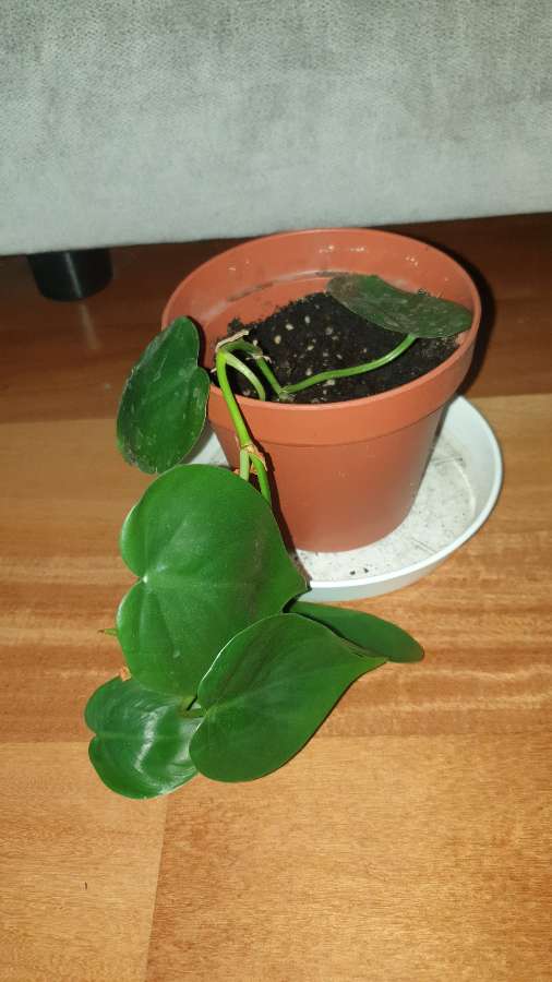 Filodendron, roślina rosnąca 4