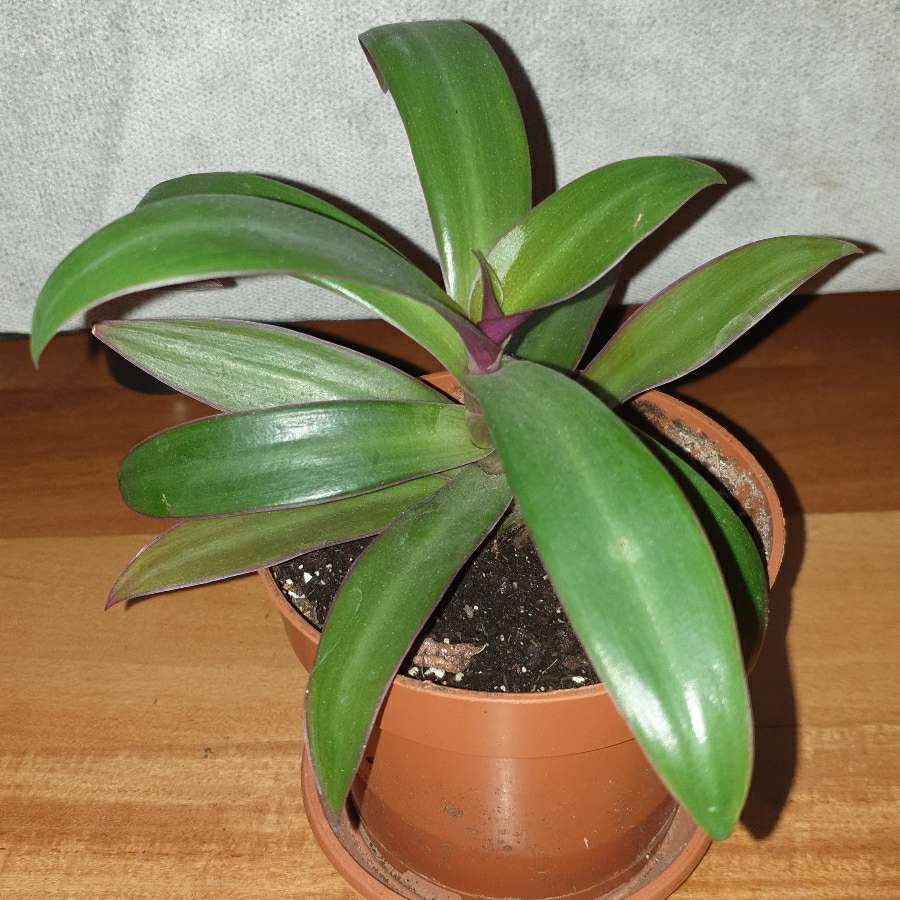 Reo meksykańskie, roślina rosnąca