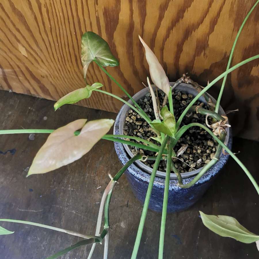 Syngonium orm nak 2