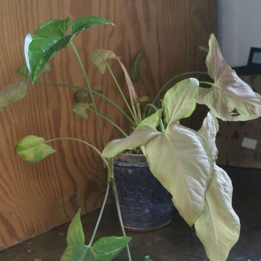 Syngonium orm nak