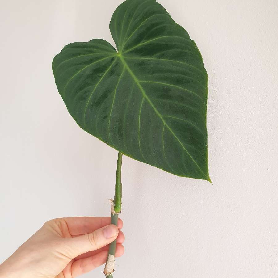 Philodendron splendid