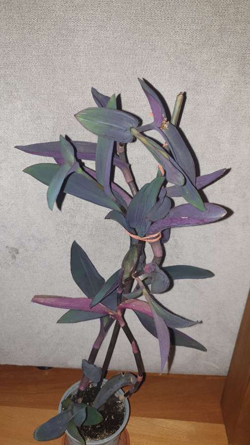 Setkrezja purpurowa,  trzykrotka fioletowa 3