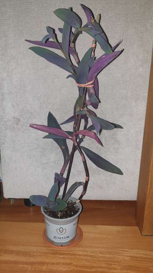 Setkrezja purpurowa,  trzykrotka fioletowa 2