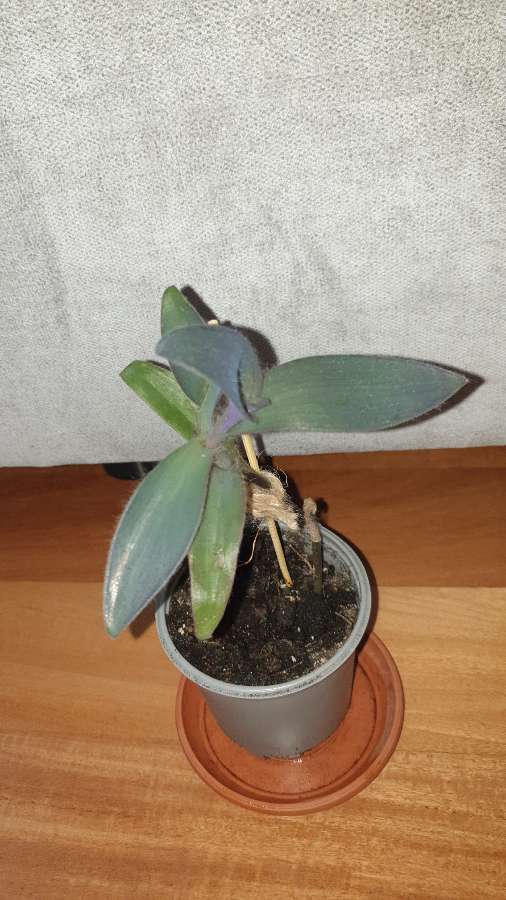 Setkrezja purpurowa,  trzykrotka fioletowa 3