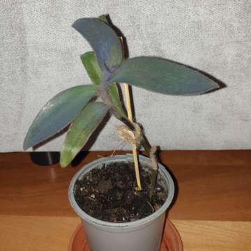 Setkrezja purpurowa,  trzykrotka fioletowa