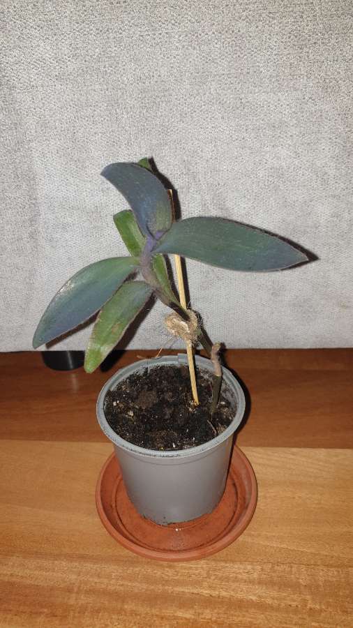 Setkrezja purpurowa,  trzykrotka fioletowa 2