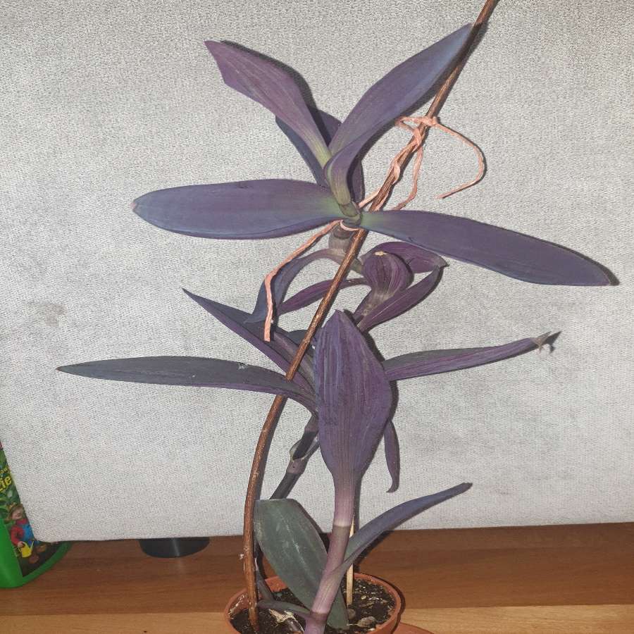 Setkrezja purpurowa,  trzykrotka fioletowa