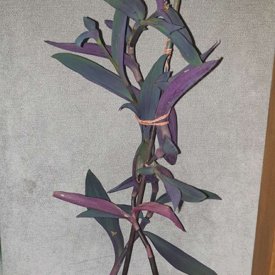 Setkrezja purpurowa,  trzykrotka fioletowa