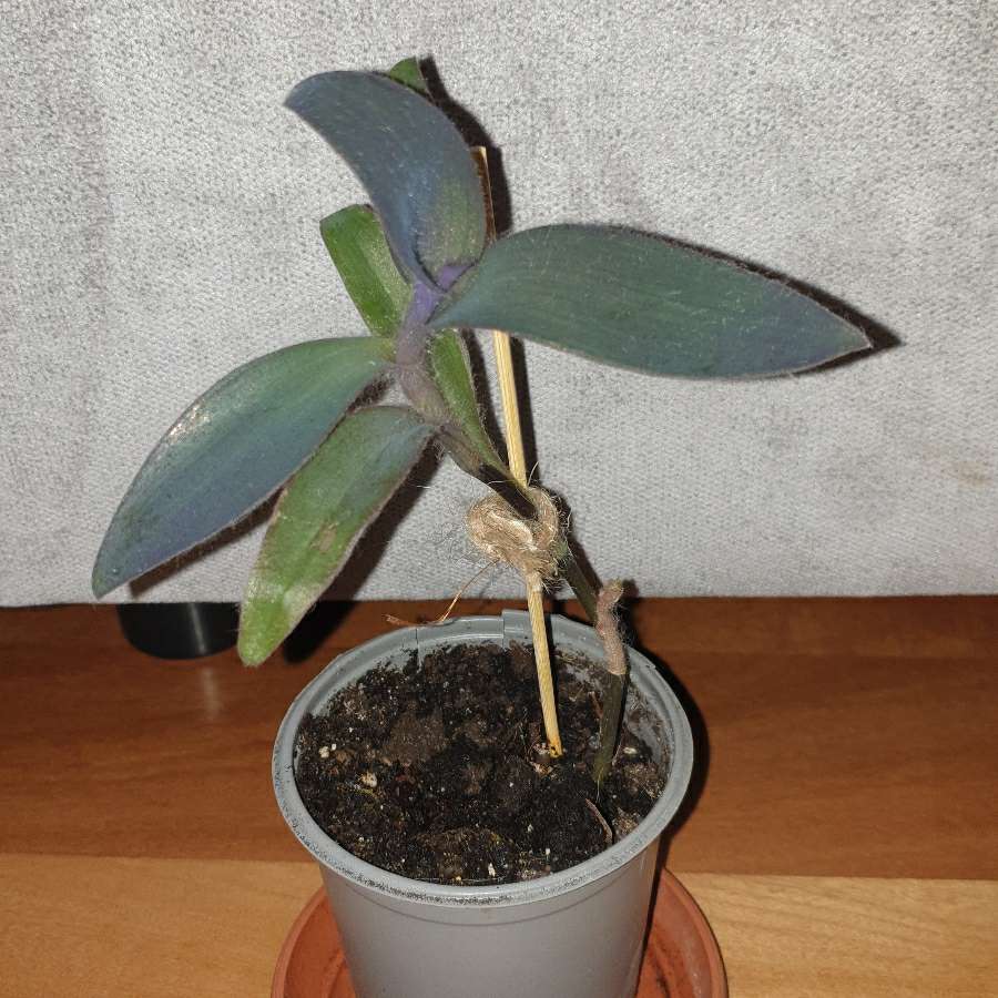 Setkrezja purpurowa,  trzykrotka fioletowa