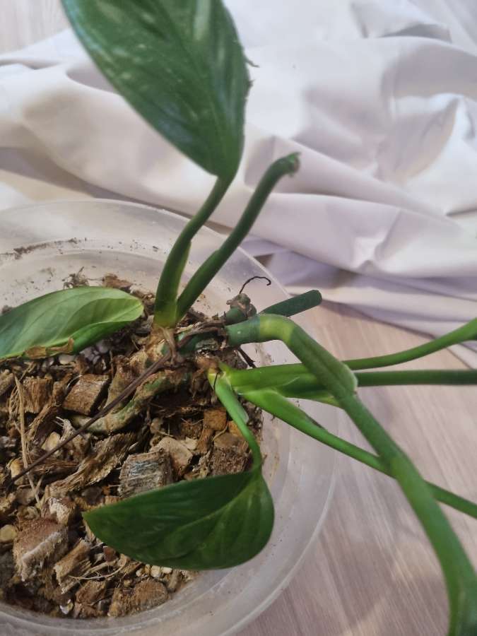 Monstera pinatipartita 2