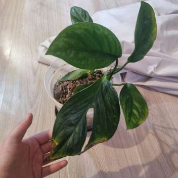 Monstera pinatipartita