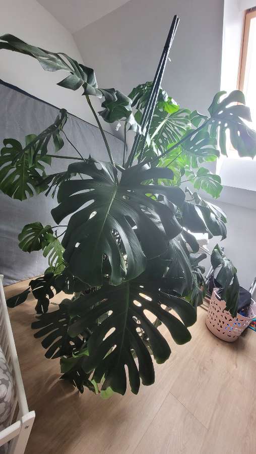 Monstera Deliciosa 5