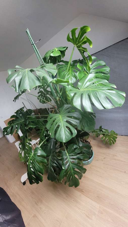 Monstera Deliciosa 2