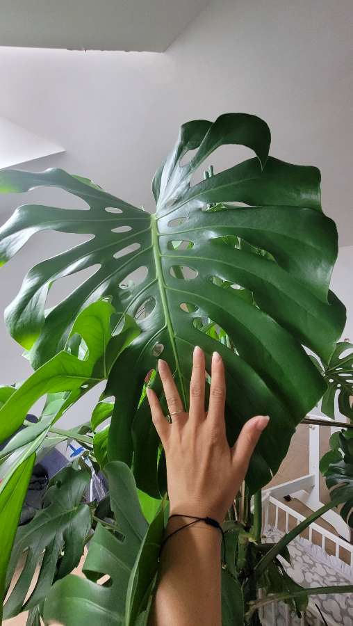 Monstera Deliciosa 3