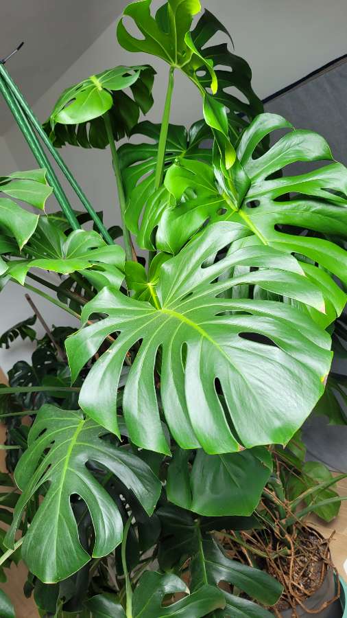 Monstera Deliciosa 4