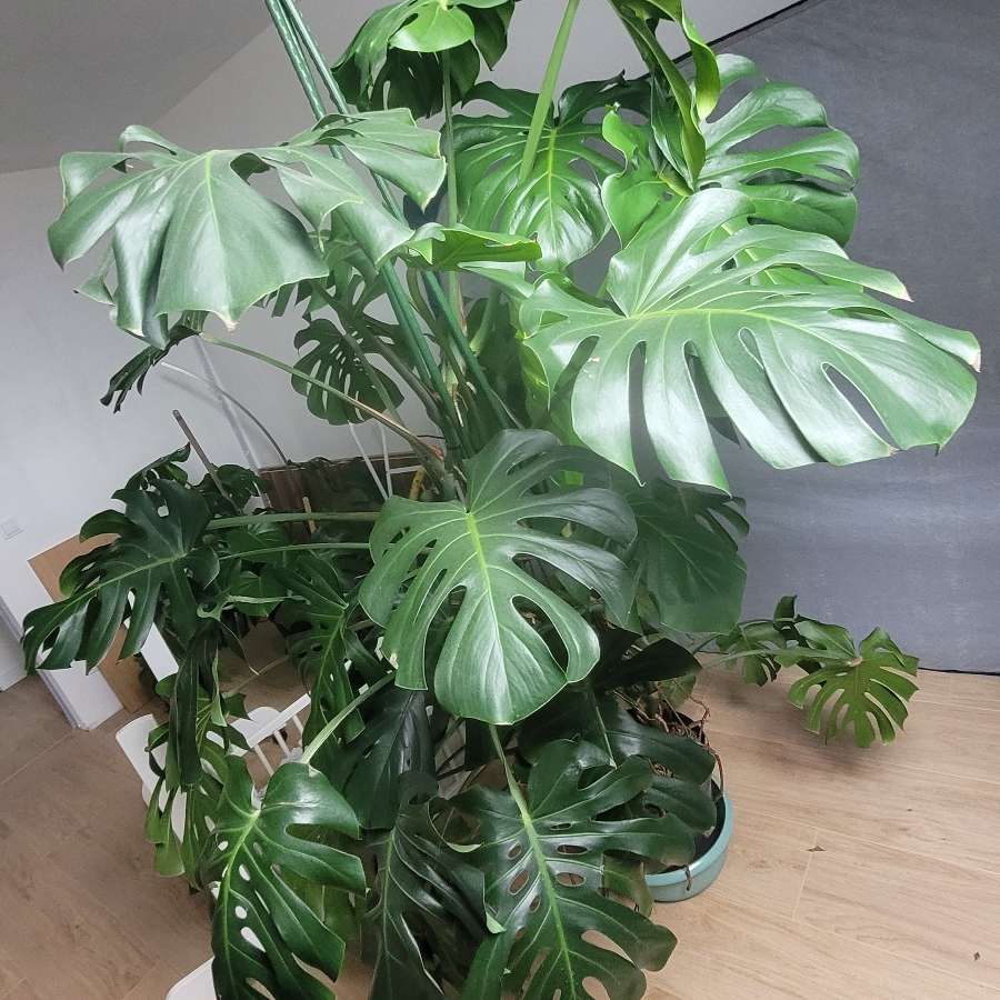 Monstera Deliciosa