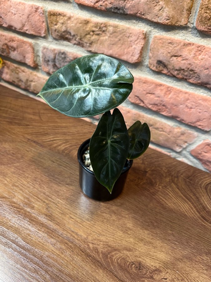 Alocasia Pink Dragon 2