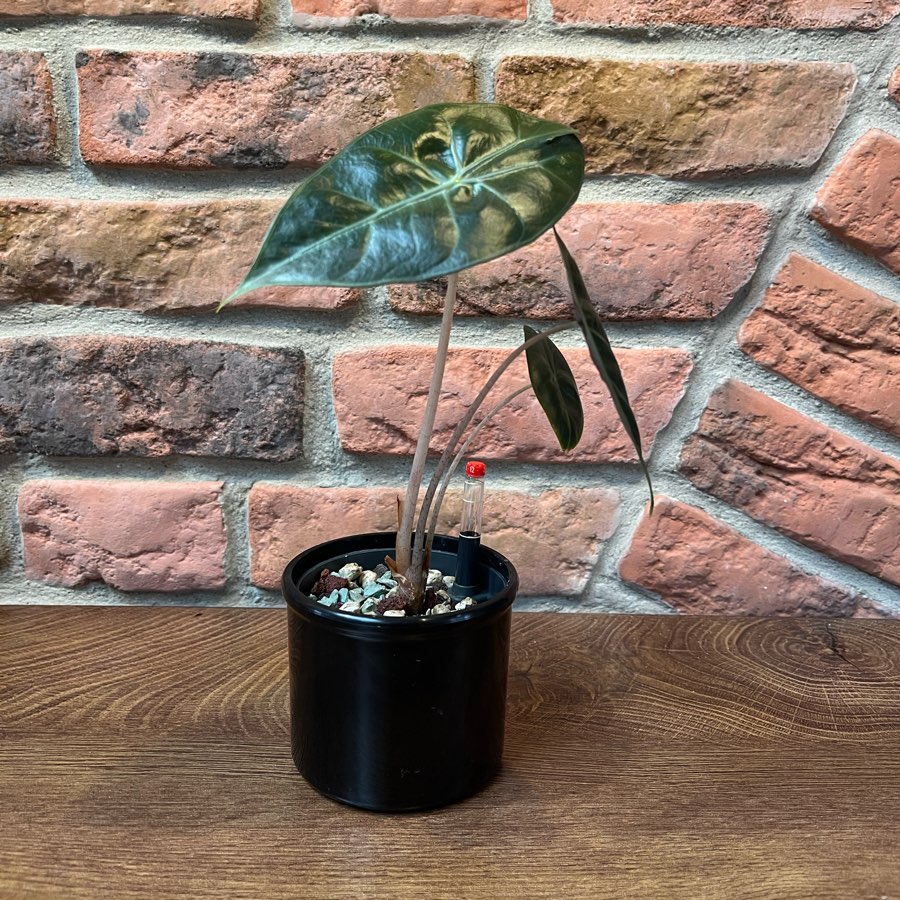 Alocasia Pink Dragon