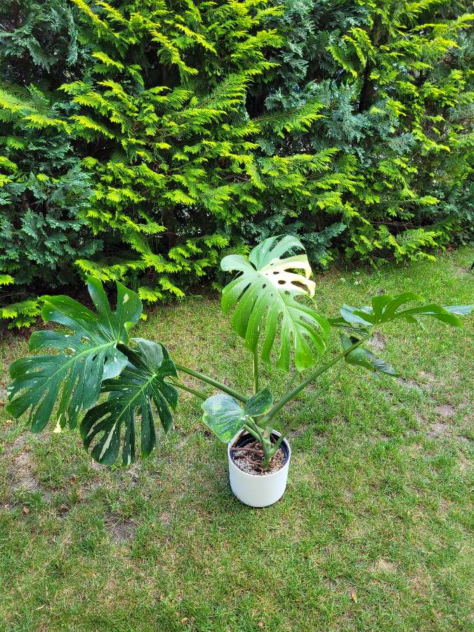 Monstera Thai Constellation  2
