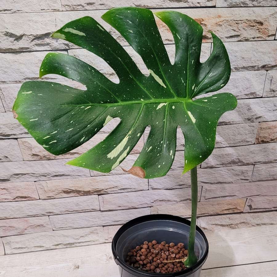 Monstera Thai Constellation 