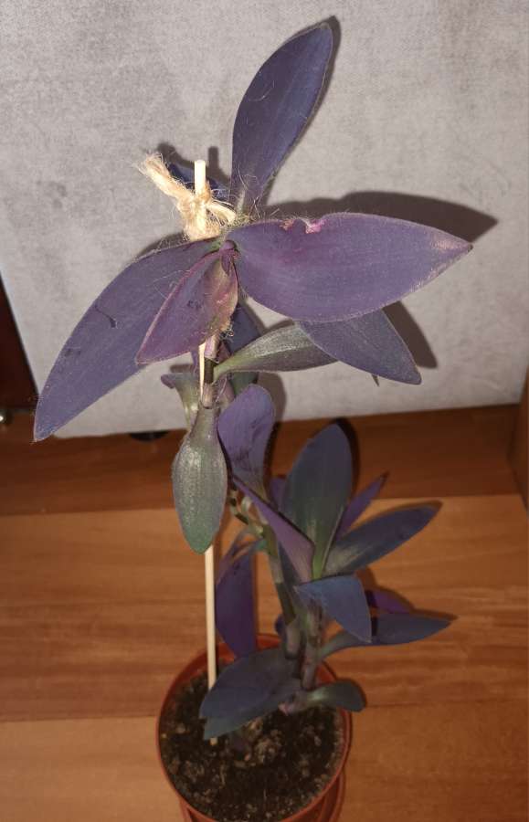Setkrezja purpurowa wysokość 43cm,  nr 1 4