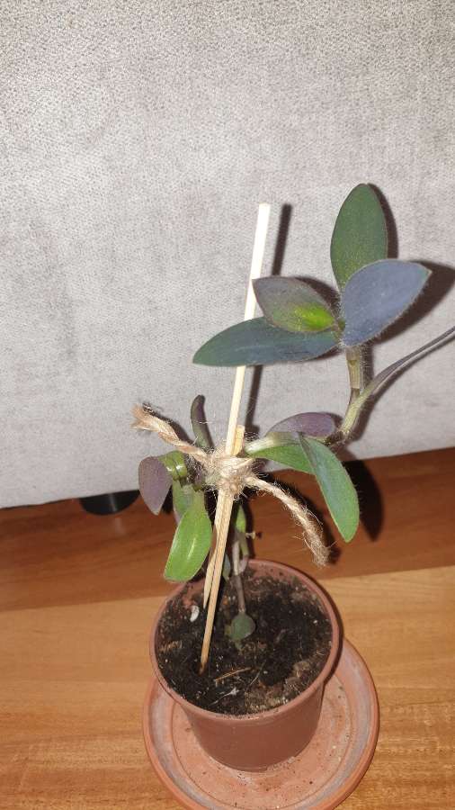 Setkrezja purpurowa wysokość 27cm 2