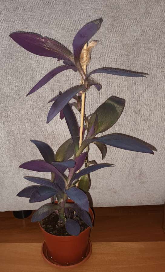 Setkrezja purpurowa wysokość 43cm,  nr 1 2