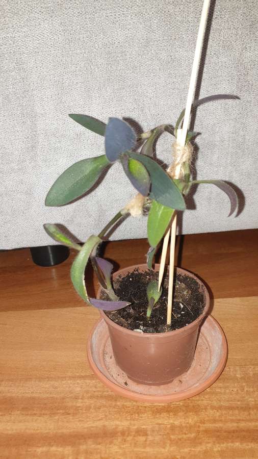 Setkrezja purpurowa wysokość 27cm 3