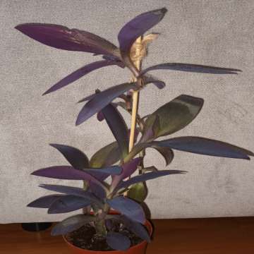 Setkrezja purpurowa wysokość 43cm,  nr 1