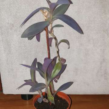 Setkrezja purpurowa wysokość 37cm,  nr 1