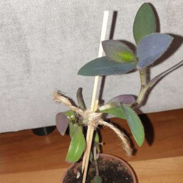 Setkrezja purpurowa wysokość 27cm