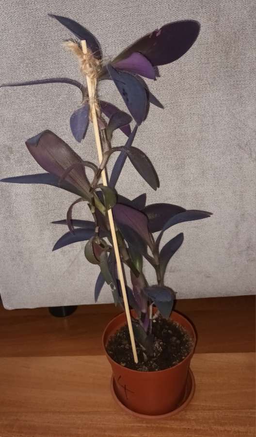 Setkrezja purpurowa wysokość 43cm,  nr 1 3