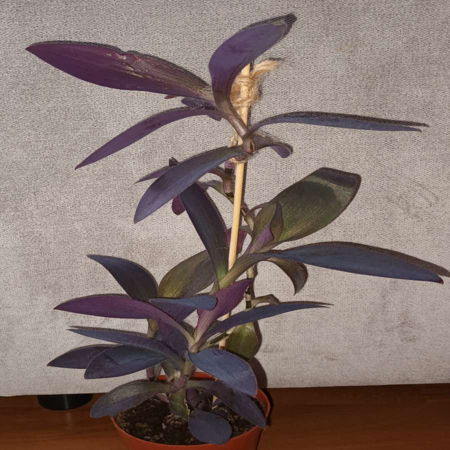 Setkrezja purpurowa wysokość 43cm,  nr 1