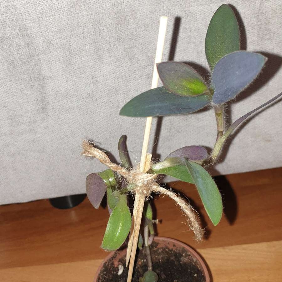 Setkrezja purpurowa wysokość 27cm