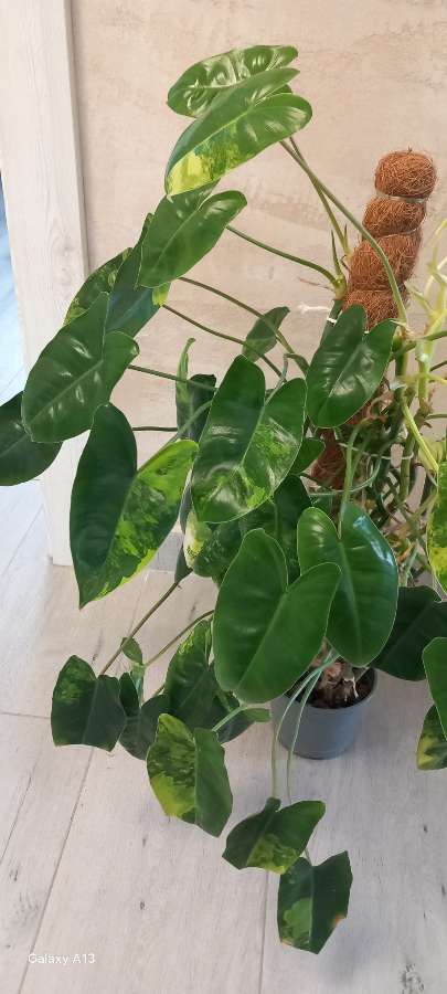 Ph Burle Marx variegata 3