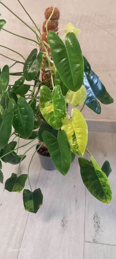 Ph Burle Marx variegata 2