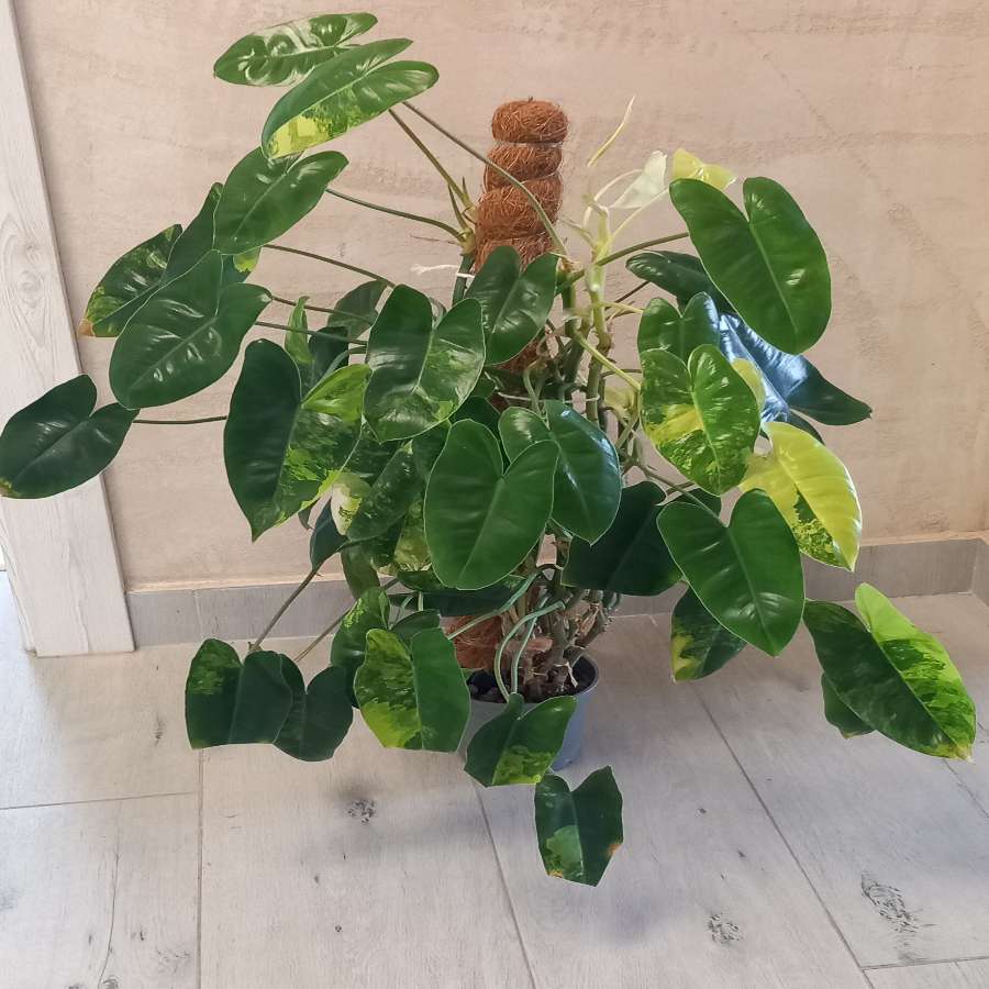 Ph Burle Marx variegata