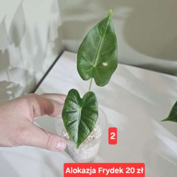 Alokazja Frydek