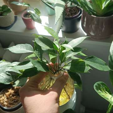Ficus benjamina