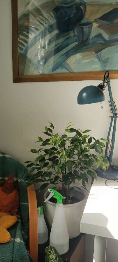 Ficus benjamina 2