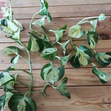 Epi happy leaf